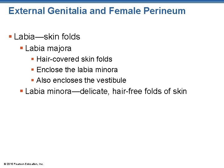 External Genitalia and Female Perineum § Labia—skin folds § Labia majora § Hair-covered skin