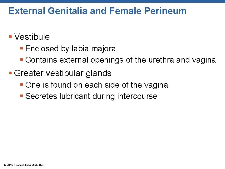 External Genitalia and Female Perineum § Vestibule § Enclosed by labia majora § Contains