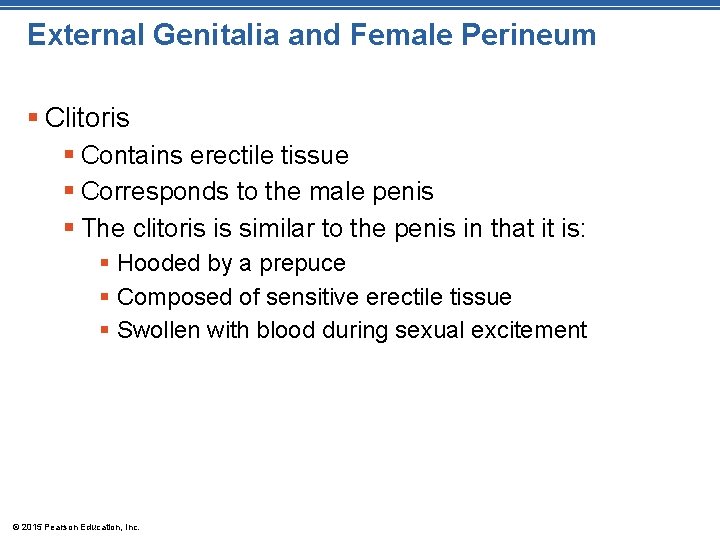 External Genitalia and Female Perineum § Clitoris § Contains erectile tissue § Corresponds to