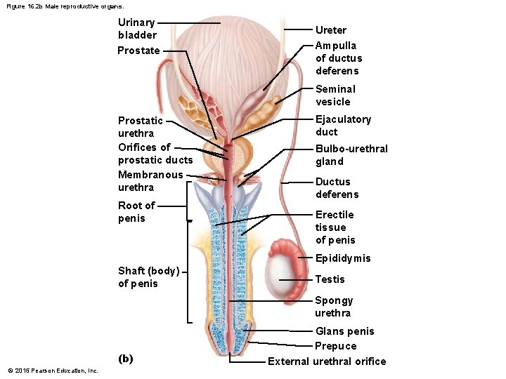 Figure 16. 2 b Male reproductive organs. Urinary bladder Prostate Ureter Ampulla of ductus