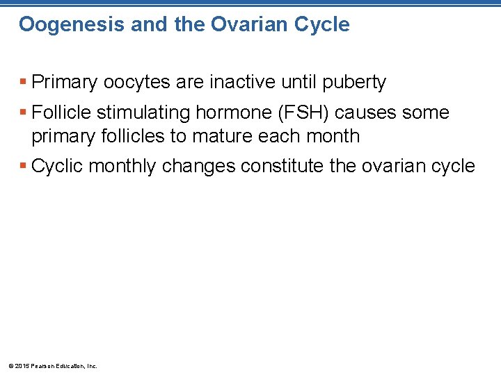 Oogenesis and the Ovarian Cycle § Primary oocytes are inactive until puberty § Follicle