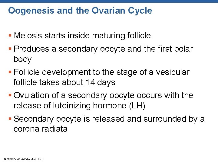 Oogenesis and the Ovarian Cycle § Meiosis starts inside maturing follicle § Produces a