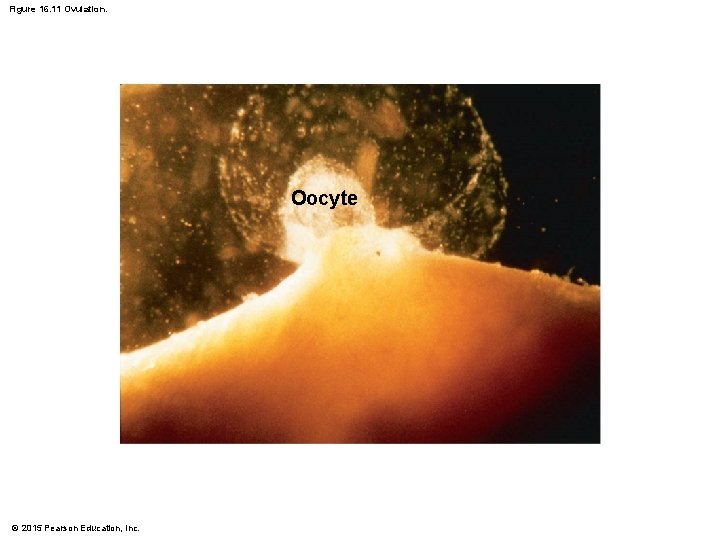 Figure 16. 11 Ovulation. Oocyte © 2015 Pearson Education, Inc. 