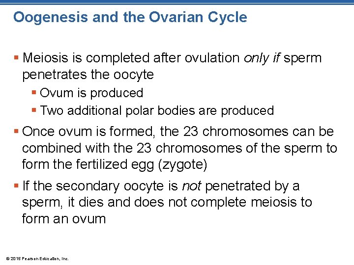 Oogenesis and the Ovarian Cycle § Meiosis is completed after ovulation only if sperm