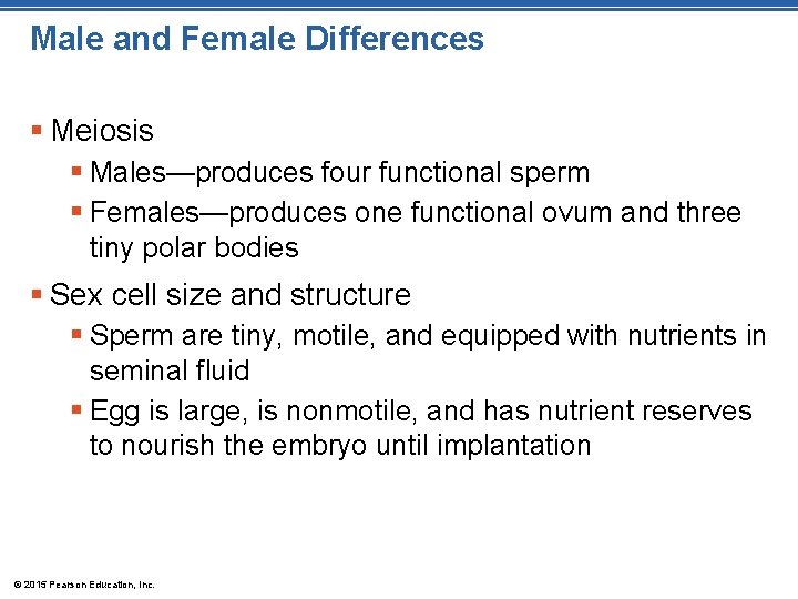 Male and Female Differences § Meiosis § Males—produces four functional sperm § Females—produces one