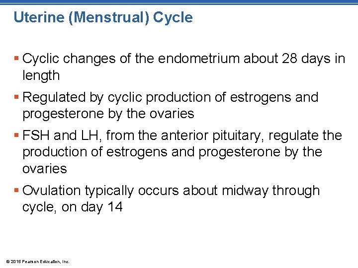 Uterine (Menstrual) Cycle § Cyclic changes of the endometrium about 28 days in length