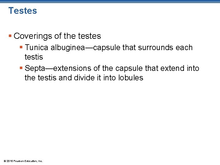 Testes § Coverings of the testes § Tunica albuginea—capsule that surrounds each testis §