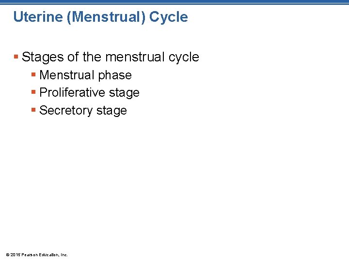 Uterine (Menstrual) Cycle § Stages of the menstrual cycle § Menstrual phase § Proliferative