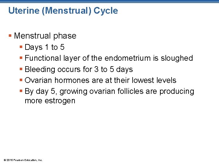 Uterine (Menstrual) Cycle § Menstrual phase § Days 1 to 5 § Functional layer