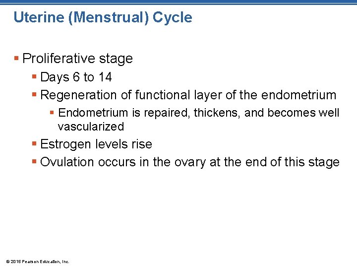 Uterine (Menstrual) Cycle § Proliferative stage § Days 6 to 14 § Regeneration of