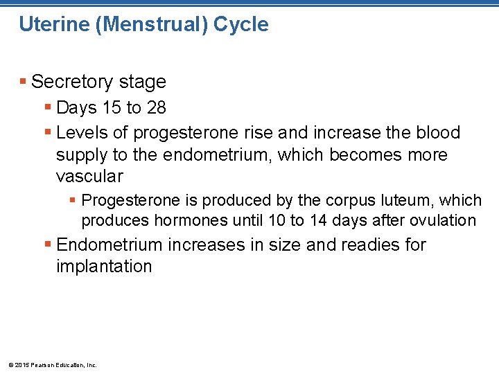 Uterine (Menstrual) Cycle § Secretory stage § Days 15 to 28 § Levels of