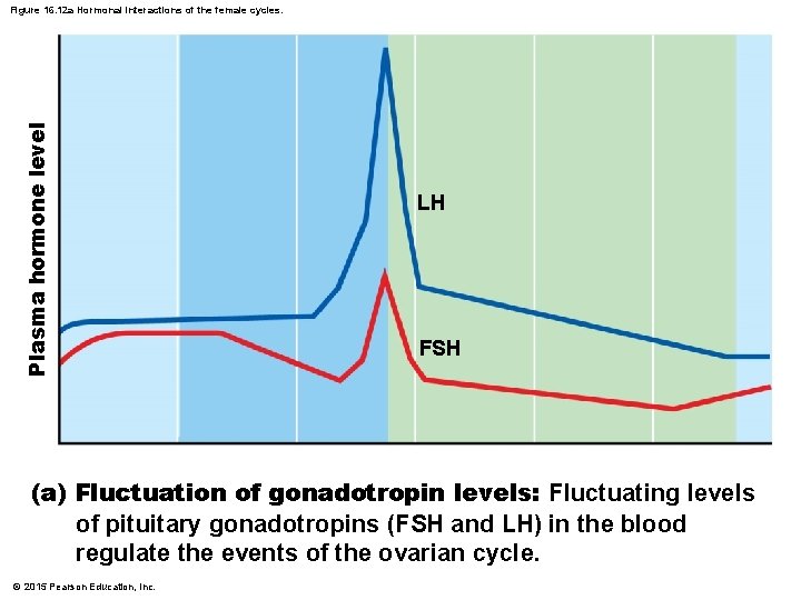 Plasma hormone level Figure 16. 12 a Hormonal interactions of the female cycles. LH