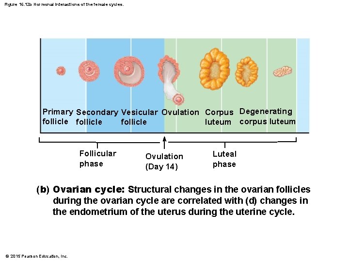 Figure 16. 12 b Hormonal interactions of the female cycles. Primary Secondary Vesicular Ovulation
