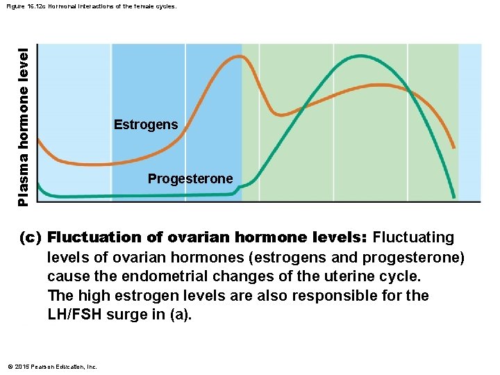 Plasma hormone level Figure 16. 12 c Hormonal interactions of the female cycles. Estrogens