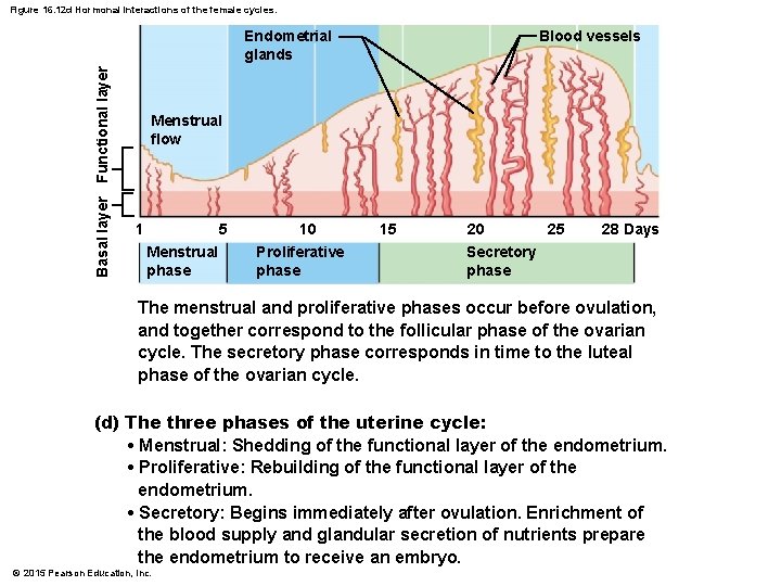 Figure 16. 12 d Hormonal interactions of the female cycles. Basal layer Functional layer
