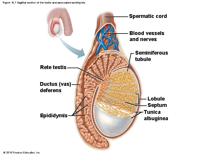 Figure 16. 1 Sagittal section of the testis and associated epididymis. Spermatic cord Blood