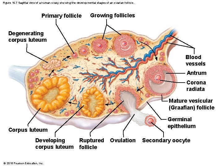 Figure 16. 7 Sagittal view of a human ovary showing the developmental stages of