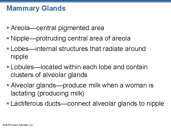 Mammary Glands § Areola—central pigmented area § Nipple—protruding central area of areola § Lobes—internal