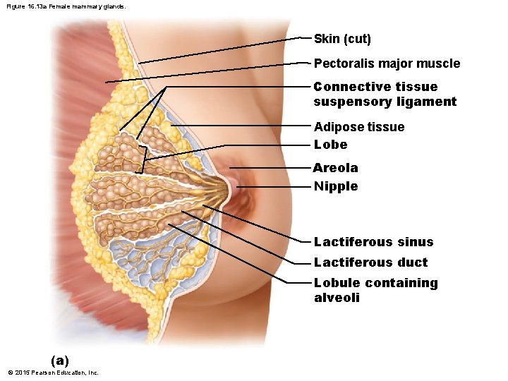 Figure 16. 13 a Female mammary glands. Skin (cut) Pectoralis major muscle Connective tissue