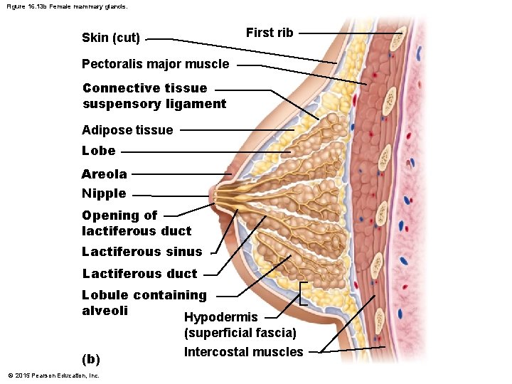 Figure 16. 13 b Female mammary glands. First rib Skin (cut) Pectoralis major muscle