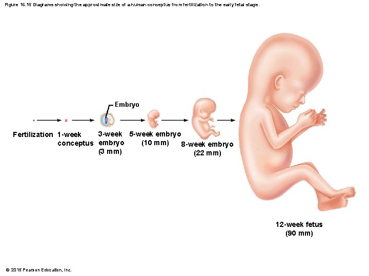 Figure 16. 15 Diagrams showing the approximate size of a human conceptus from fertilization