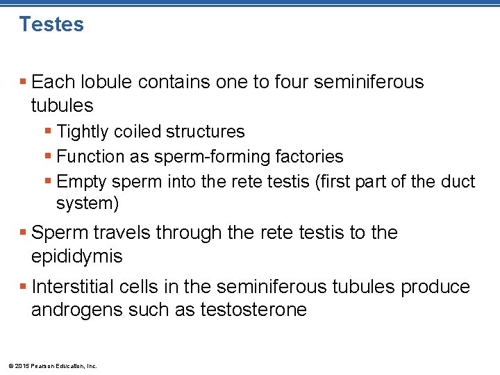 Testes § Each lobule contains one to four seminiferous tubules § Tightly coiled structures