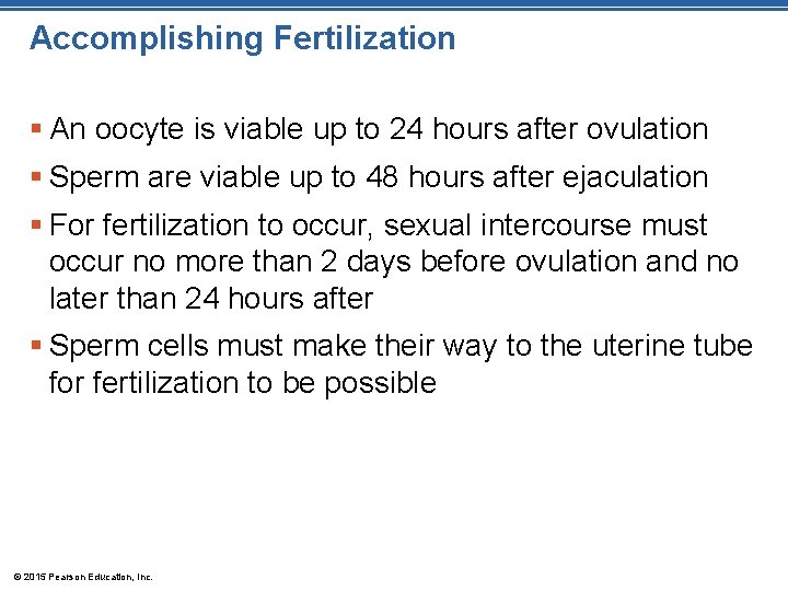 Accomplishing Fertilization § An oocyte is viable up to 24 hours after ovulation §