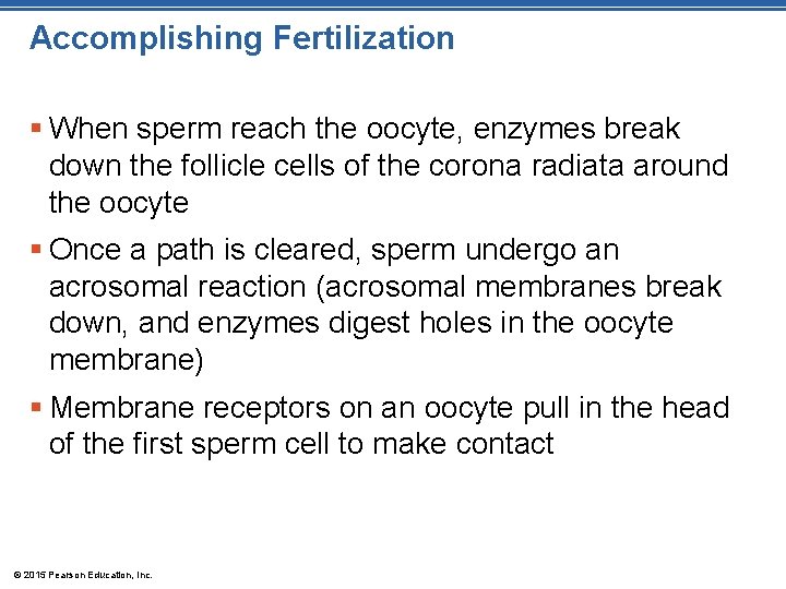 Accomplishing Fertilization § When sperm reach the oocyte, enzymes break down the follicle cells