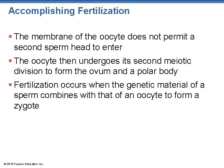 Accomplishing Fertilization § The membrane of the oocyte does not permit a second sperm