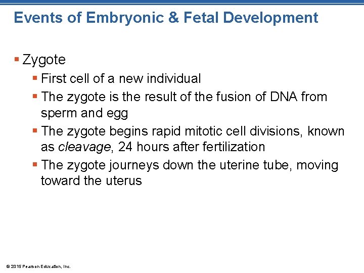 Events of Embryonic & Fetal Development § Zygote § First cell of a new