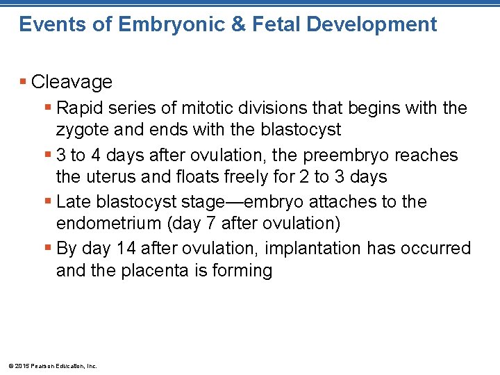 Events of Embryonic & Fetal Development § Cleavage § Rapid series of mitotic divisions