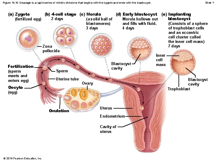 Figure 16. 16 Cleavage is a rapid series of mitotic divisions that begins with