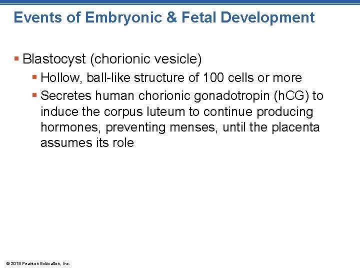 Events of Embryonic & Fetal Development § Blastocyst (chorionic vesicle) § Hollow, ball-like structure