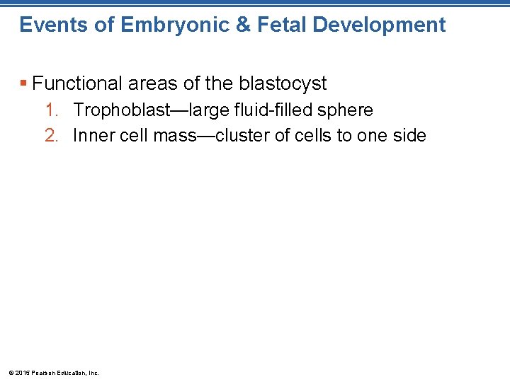 Events of Embryonic & Fetal Development § Functional areas of the blastocyst 1. Trophoblast—large