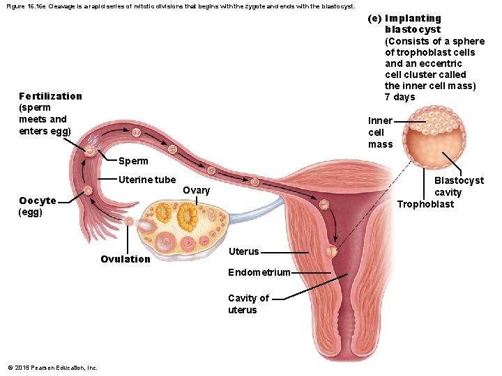 Figure 16. 16 e Cleavage is a rapid series of mitotic divisions that begins