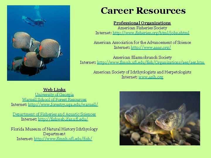 Career Resources Professional Organizations American Fisheries Society Internet: http: //www. fisheries. org/html/jobs. shtml American