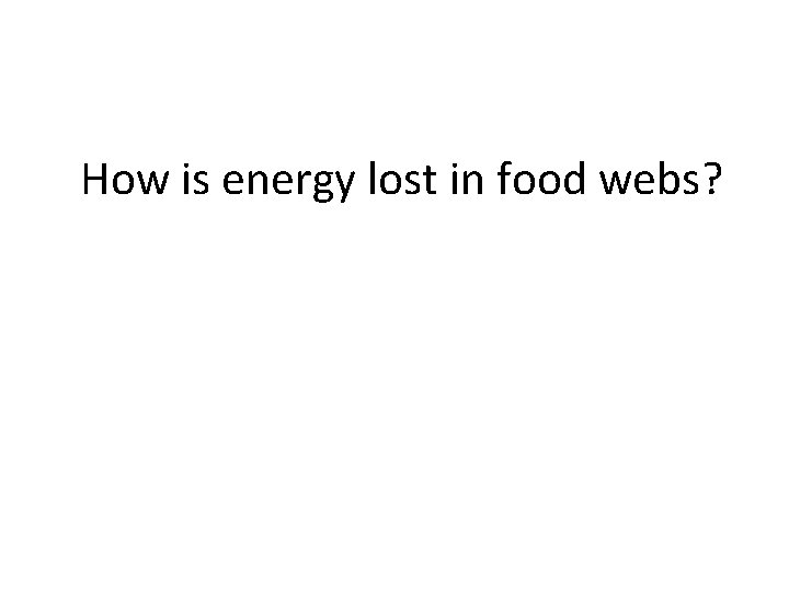 How is energy lost in food webs? 