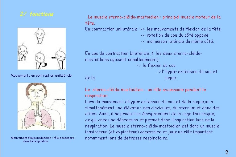 2/ fonctions Mouvements en contraction unilatérale Mouvement d'hyperextension : rôle accessoire dans la respiration