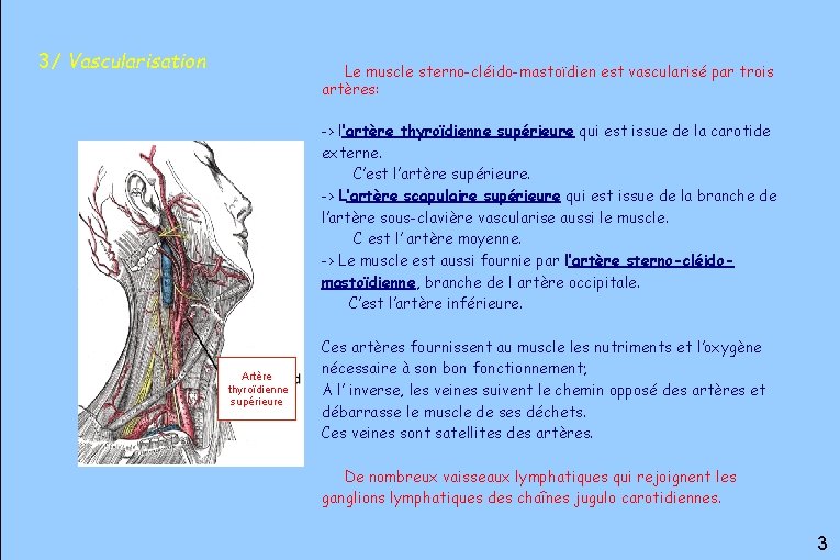  3/ Vascularisation Le muscle sterno-cléido-mastoïdien est vascularisé par trois artères: -> l’artère thyroïdienne