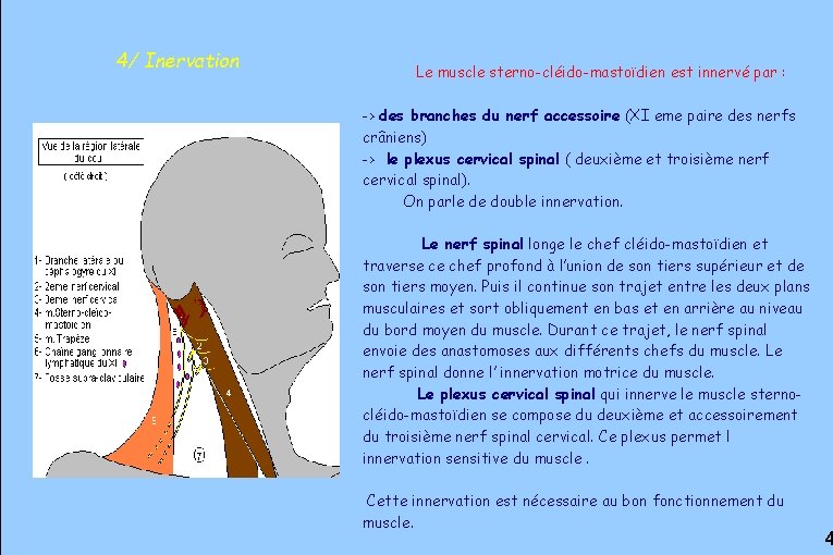 4/ Inervation Le muscle sterno-cléido-mastoïdien est innervé par : -> des branches du nerf