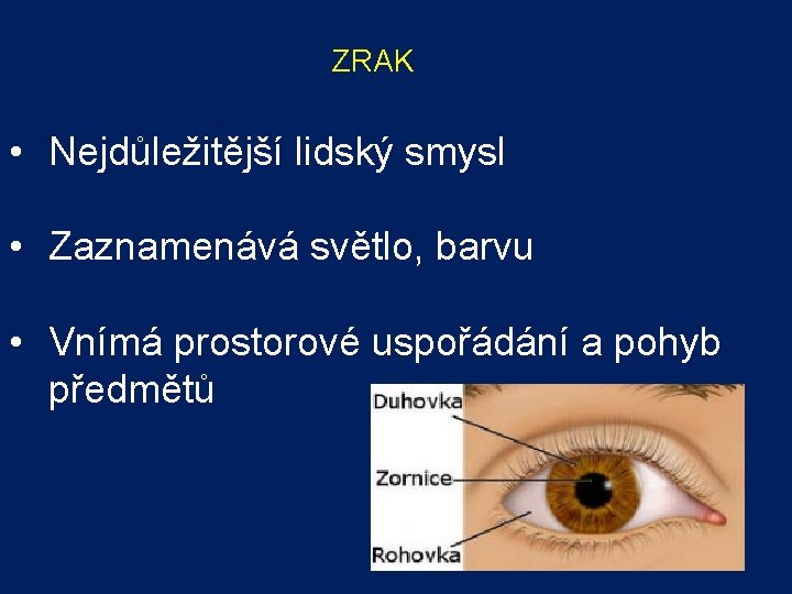 ZRAK • Nejdůležitější lidský smysl • Zaznamenává světlo, barvu • Vnímá prostorové uspořádání a