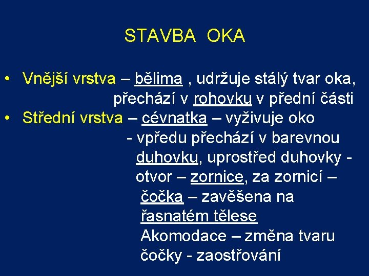 STAVBA OKA • Vnější vrstva – bělima , udržuje stálý tvar oka, přechází v