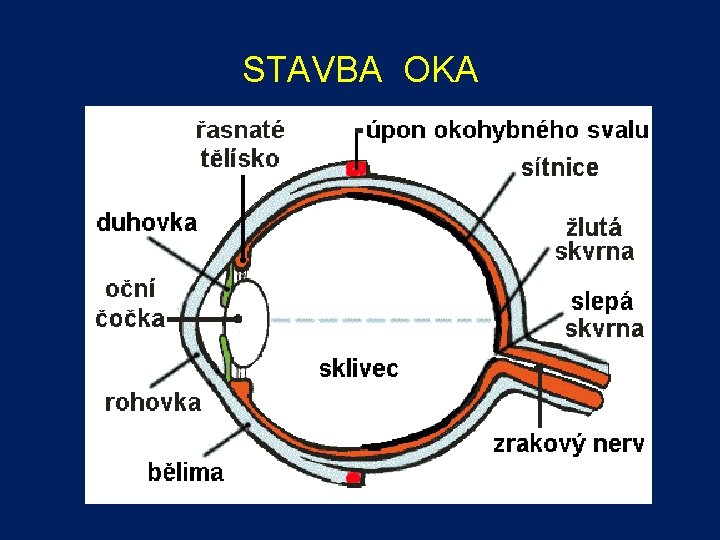 STAVBA OKA 