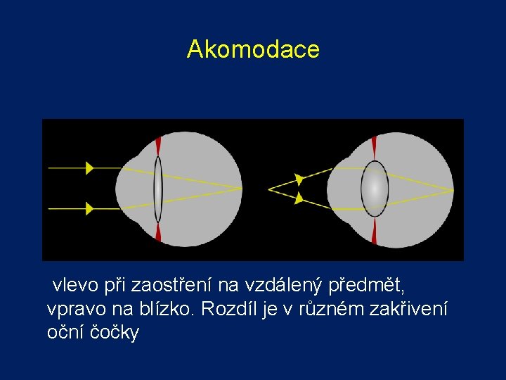 Akomodace vlevo při zaostření na vzdálený předmět, vpravo na blízko. Rozdíl je v různém