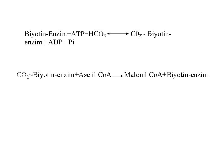 CO 2~Biyotin-enzim+Asetil Co. A Malonil Co. A+Biyotin-enzim 