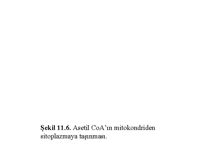 Şekil 11. 6. Asetil Co. A’ın mitokondriden sitoplazmaya taşınması. 