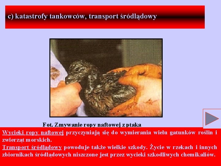 c) katastrofy tankowców, transport śródlądowy Fot. Zmywanie ropy naftowej z ptaka Wycieki ropy naftowej