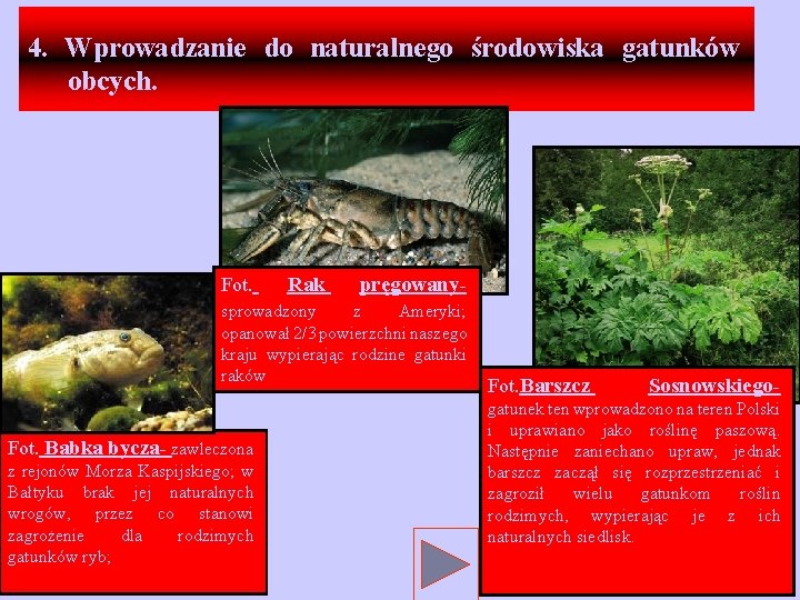 4. Wprowadzanie do naturalnego środowiska gatunków obcych. Fot. Rak pręgowany- sprowadzony z Ameryki; opanował