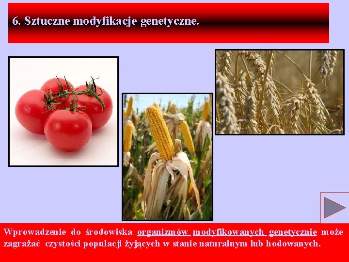 6. Sztuczne modyfikacje genetyczne. Wprowadzenie do środowiska organizmów modyfikowanych genetycznie może zagrażać czystości populacji