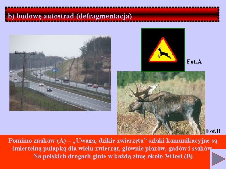 b) budowę autostrad (defragmentacja) Fot. A Fot. B Pomimo znaków (A) – „Uwaga, dzikie